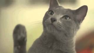 Cute cat commercial collection of Japan [upl. by Giefer]