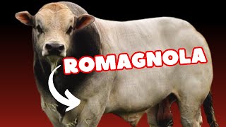 Raza Bovina Romagnola [upl. by Adamsun]