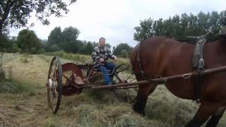 Making hay with Belgian draft horse Hooien met trekpaard [upl. by Hsreh203]