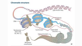 1 Cromatina heterocromatina eucromatina metilación de ADN e histonas acetilación [upl. by Hake]