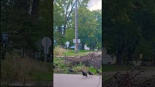 Why are there Turkeys in the street [upl. by Dotson]