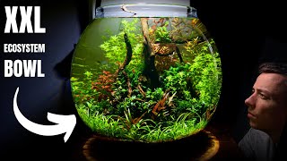 I Made a XXL Low Tech Ecosystem Bowl Aquarium No Filter Aquascape Tutorial [upl. by Nolana]