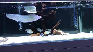 Arowana tank update with Geophagus [upl. by Fraze]