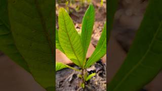 🌿ABIL PILOSO DO CERRADO POUTERIA TORTA MART RADK Guapeva do cerrado viral cerrado shorts fyp [upl. by Eimilb]