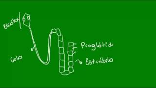 Classe Cestoda dos Platelmintos  Zoologia  Biologia [upl. by Devin750]