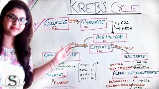 Krebs Cycle  make it simple  TCA Cycle  krebs cycle in Hindi [upl. by Bussy162]