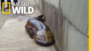 At Least Five New Giant Salamander Species Identified  Nat Geo Wild [upl. by Stockton286]