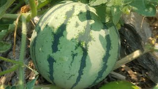 How to Get More Watermelons Off Your Vine [upl. by Bonina]