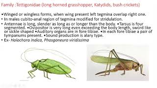 Order OrthopteraCharacteristics amp classification [upl. by Ynaffik]