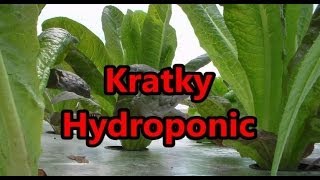 Harvest Romaine Lettuce From Kratky Hydroponic Raft System [upl. by Gabbert910]