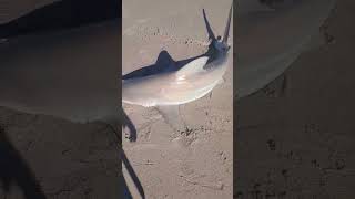 Blacktip shark caught at Playalinda beach tight lines [upl. by Lisab619]