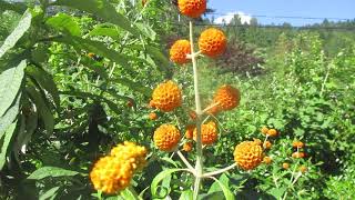 Amazing Buddleja globosa in Bloom [upl. by Aihseket42]