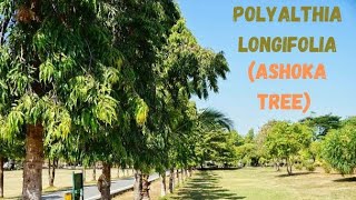 Polyalthia longifolia  Ashok ped  Polyalthia tree  Ashok poda [upl. by Atnuhs]