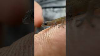 One of the smallest reptiles ever Sphaerodactylus nicholsi microgecko lizard reptile [upl. by Tacye894]