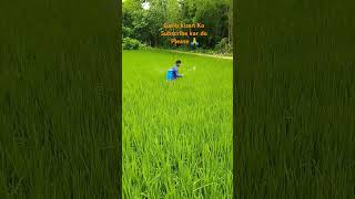 Agriculture paddy insecticide spray fungicide tricyclazole shorts agriculture [upl. by Rennug93]