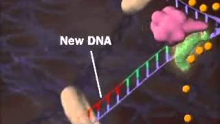 DNA Replication Process [upl. by Kazmirci]