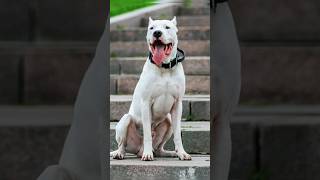 ¡Dogo argentino vs pastor belga dogoargentino vs pastorbelga [upl. by Nellek]