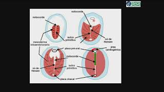 Embrião Trilaminar Características Gerais [upl. by Polak]