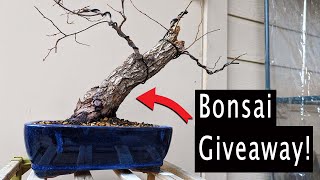 Bonsai Giveaway Working on Cedar elm tree for Giveaway Repot [upl. by Blackwell275]