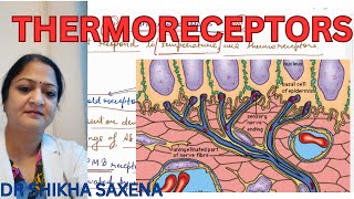 Thermoreceptors Types of receptors [upl. by Aerdno]