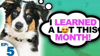 Puppy Training Expectations And Goals For The First Month [upl. by Ainevul]