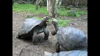 Galapagos Tortoise Fight [upl. by Cissy]