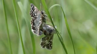 Butterflies mating  Panasonic GH5 [upl. by Sherourd220]