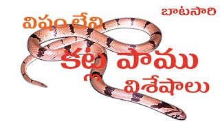 విషం లేని కట్ల పాము విశేషాలు VENOMLESS KRAIT [upl. by Riabuz]