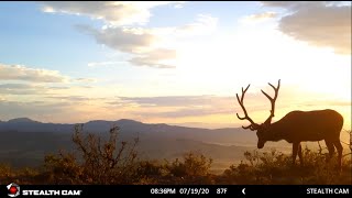 Maggie Rogers  quotAlaskaquot Trail Cam Video [upl. by Orfinger986]