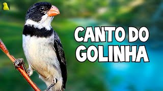 GOLINHA CANTANDO MUITO PARA ENCARTE E TREINO DE FILHOTES [upl. by Jamnes]