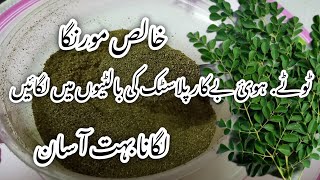 How to grow moringa in pot مورنگا گملوں میں کیسے لگائیں [upl. by Nyret]