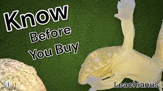 Leachianus Gecko  know before you buy [upl. by Eedia217]