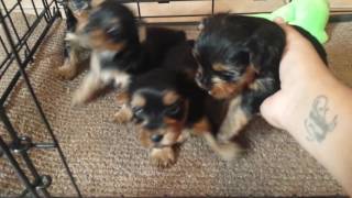 Minnie and babies 4 week old yorkie puppies [upl. by Asiluj478]