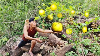 find fruits in the wild forest with lots of delicious food episode 33 [upl. by Elahcim]