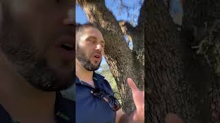 🌳 Phytophthora Bleeding Wound Canker Explained by an ISA Master arborist 🌟🌿SickTree treehealth [upl. by Nereen]