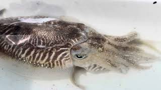 Gewone Zeekat Common Cuttlefish Sepia officinalis Westerschelde NL 210523 [upl. by Eselahc]