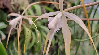 Brassavola cucullata [upl. by Nomolos]