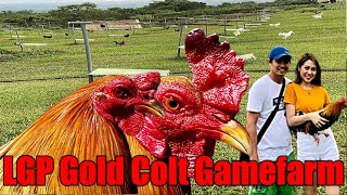 Lets Visit The Farm Of LGP Gold Colt Gamefarm [upl. by Duke997]