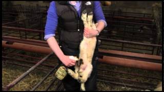 EBLEX BRP lamb survival guide Preparing for lambing time [upl. by Persas]