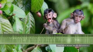 Longtailed Macaque  Sounds and Calls [upl. by Elizabet]