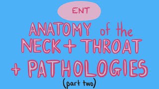 ENT  NeckThroat Anatomy  Pathologies  PART 2 of 2 [upl. by Ewens498]