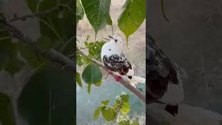 Kabutar kitna samajhdar hai😱👍sad emotional pigeonlover ytshorts shortvideo [upl. by Dnomrej92]