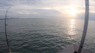 Fishing Pier 60 Clearwater Beach FL MultiSpecies [upl. by Neleag]