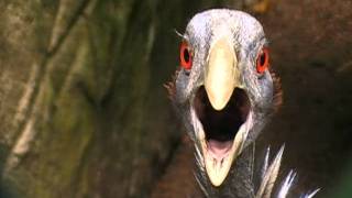 vulturine guineafowl sings [upl. by Batory899]