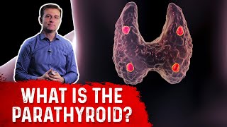 What is the Parathyroid Gland Explained By DrBerg [upl. by Nylrak]