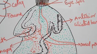 Tornaria larvaBalanoglossusటోర్నారియా లార్వాInvertebrates [upl. by Zeuqcaj]