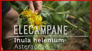 Hello ELECAMPANE Lung amp Digestive Health Supporter Video Lesson [upl. by Okorih125]