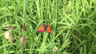 バルカンベニシジミLycaena candens Balkan Copper 20230629 Zmeitsa Altitude 1250m Bulgaria [upl. by Nale]