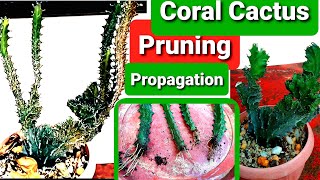 Euphorbia Lactea Cristata Pruning Propagation amp Results  Coral Cactus Guide [upl. by Orms]