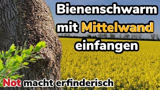 3kg Bienenschwarm mit Mittelwand einfangen  NOT macht erfinderisch [upl. by Arres]